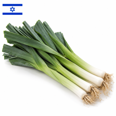 כרישה