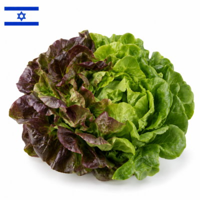 חסה סלנובה